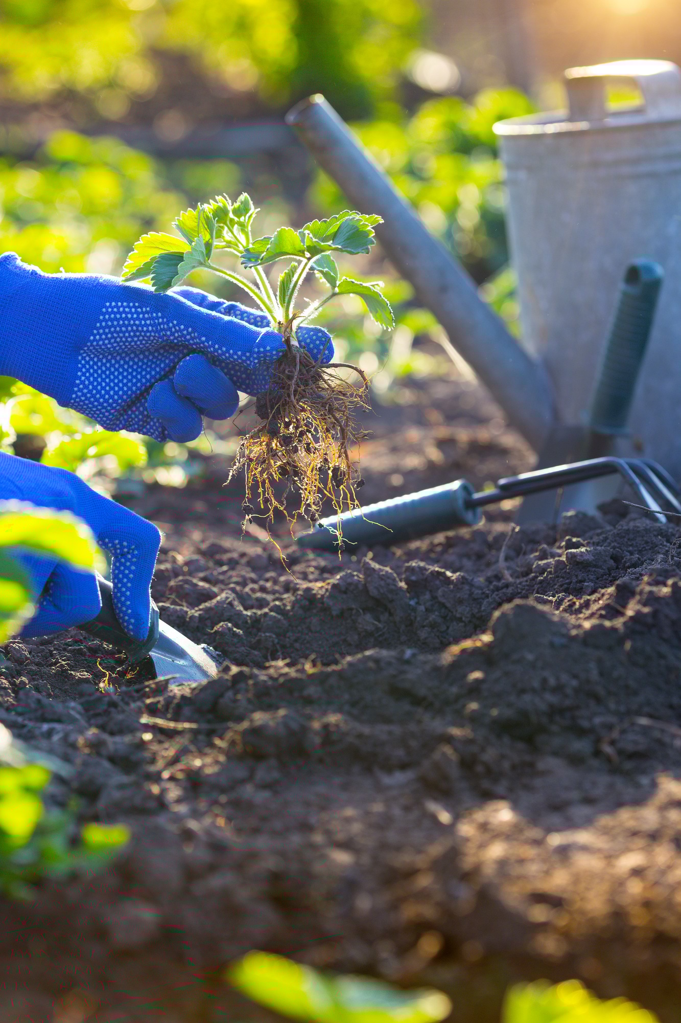 planting strawberries in the garden
