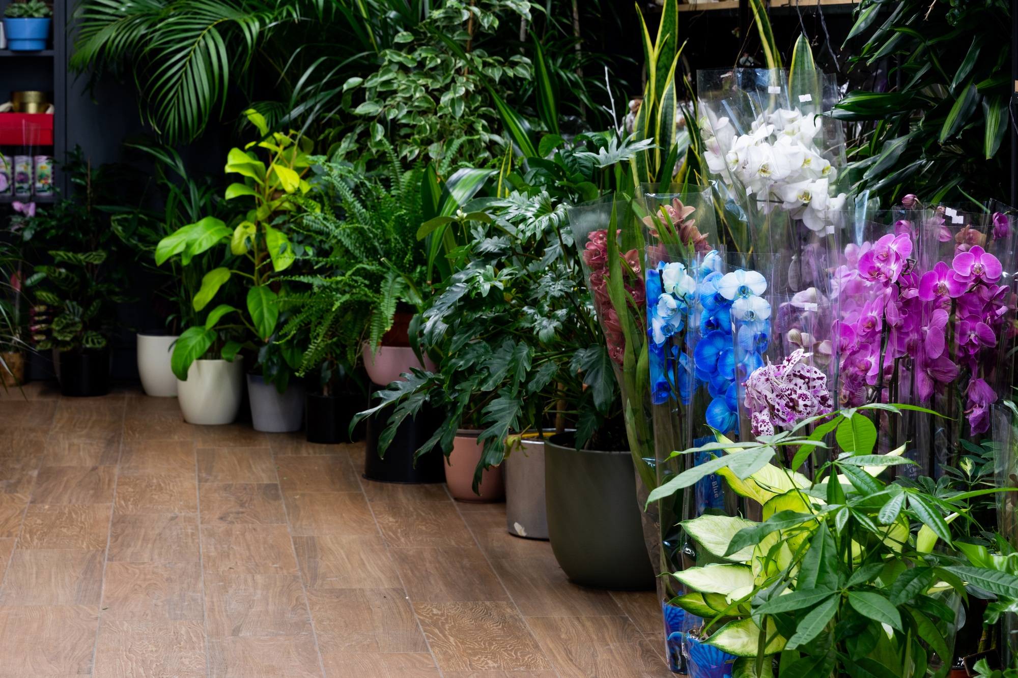 shop selling natural flowers and potted plants
